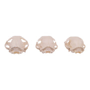 Real Domestic Cat Skull - Missing Teeth (Single)