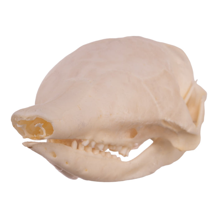 Real Nine-banded Armadillo Skeleton With Shell - Disarticulated