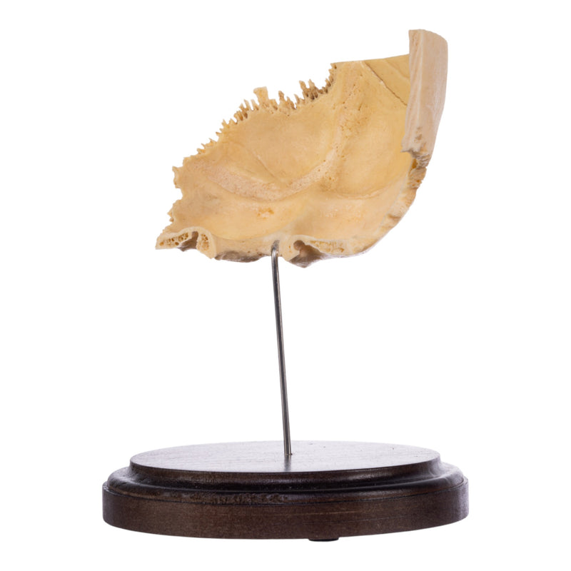 Real Human Partial Skull on Stand