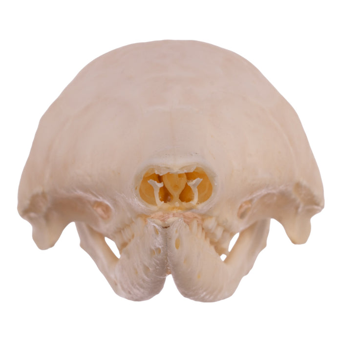 Real Nine-banded Armadillo Skeleton With Shell - Disarticulated
