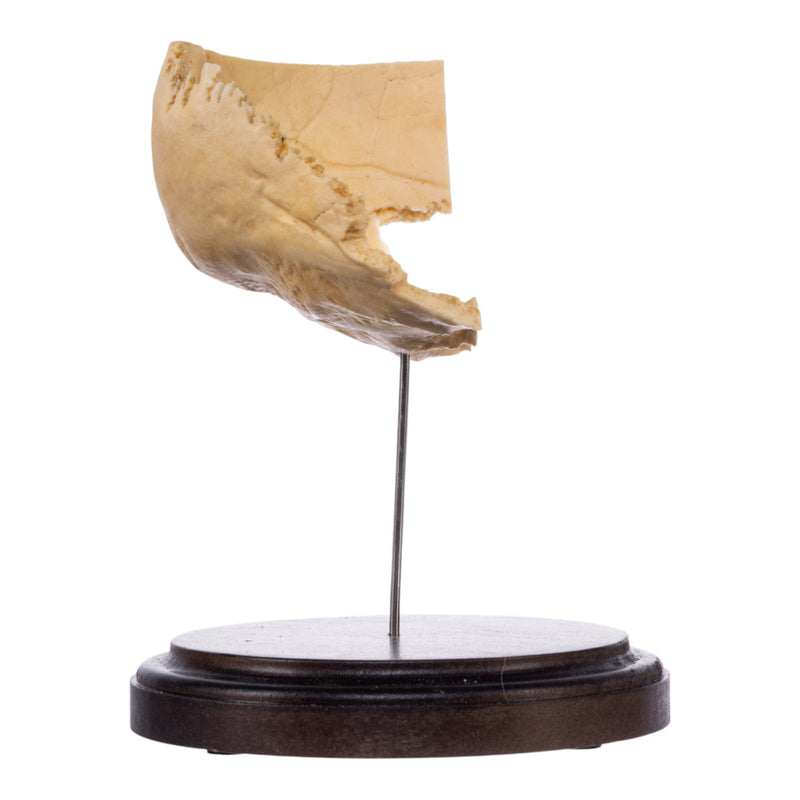 Real Human Partial Skull on Stand