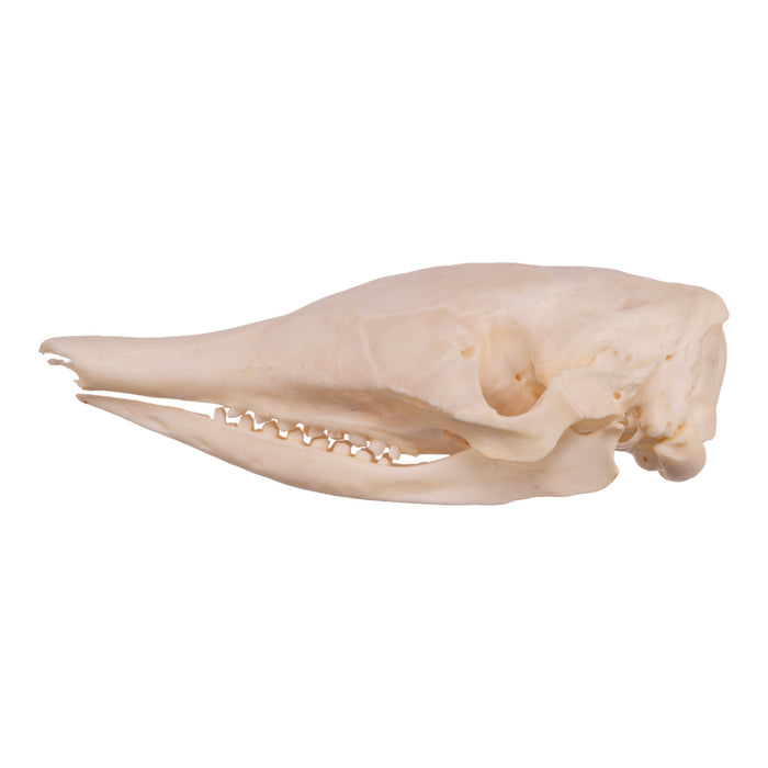 Real Nine-banded Armadillo Skeleton With Shell - Disarticulated