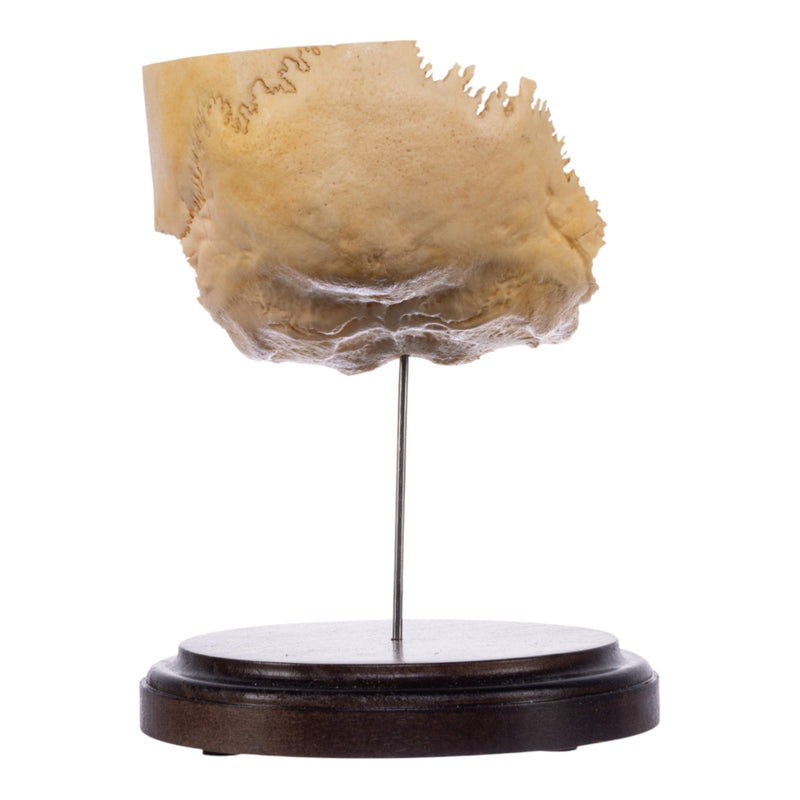 Real Human Partial Skull on Stand