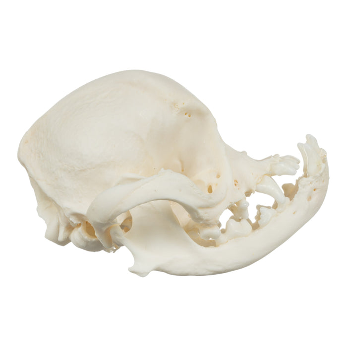 Real Domestic Dog Skull - Pug