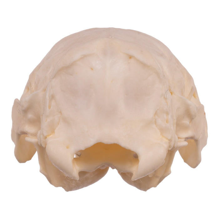 Real Nine-banded Armadillo Skeleton With Shell - Disarticulated