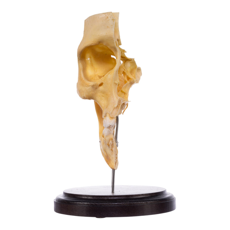 Real Human Partial Skull on Stand