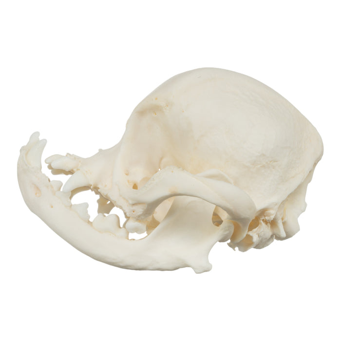 Real Domestic Dog Skull - Pug