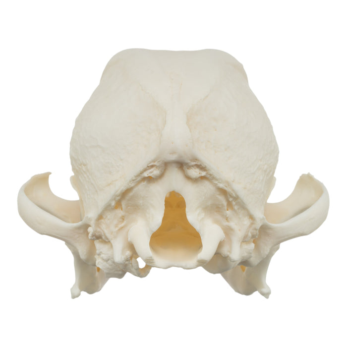 Real Domestic Dog Skull - Pug