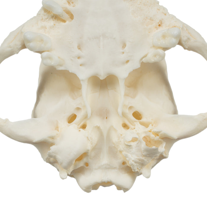 Real Domestic Dog Skull - Pug