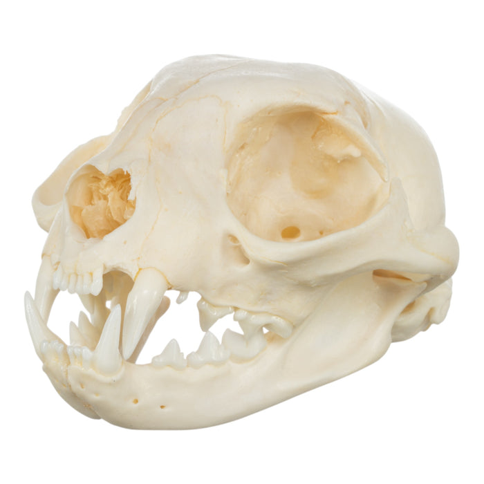 Real Domestic Cat Skull - Damaged