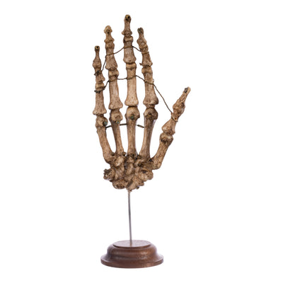 Real Articulated Human Hand on Stand