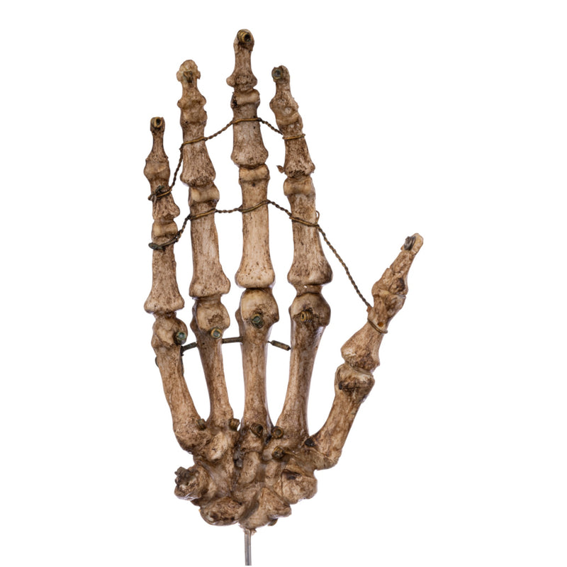 Real Articulated Human Hand on Stand- Antique