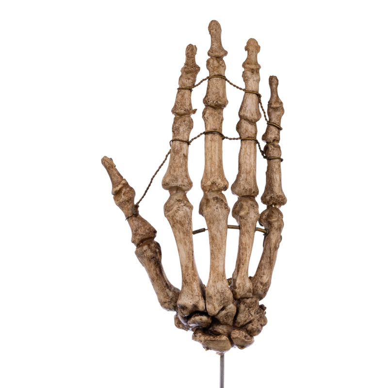Real Articulated Human Hand on Stand- Antique