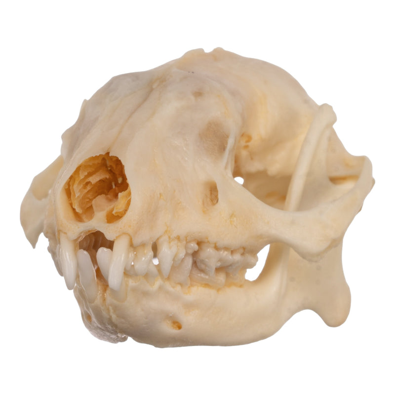 Real Hedgehog Skeleton - Disarticulated