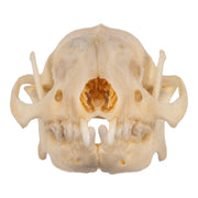 Real Hedgehog Skeleton - Disarticulated