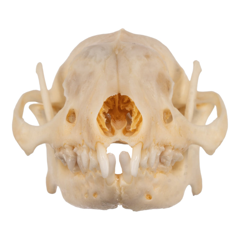 Real Hedgehog Skeleton - Disarticulated