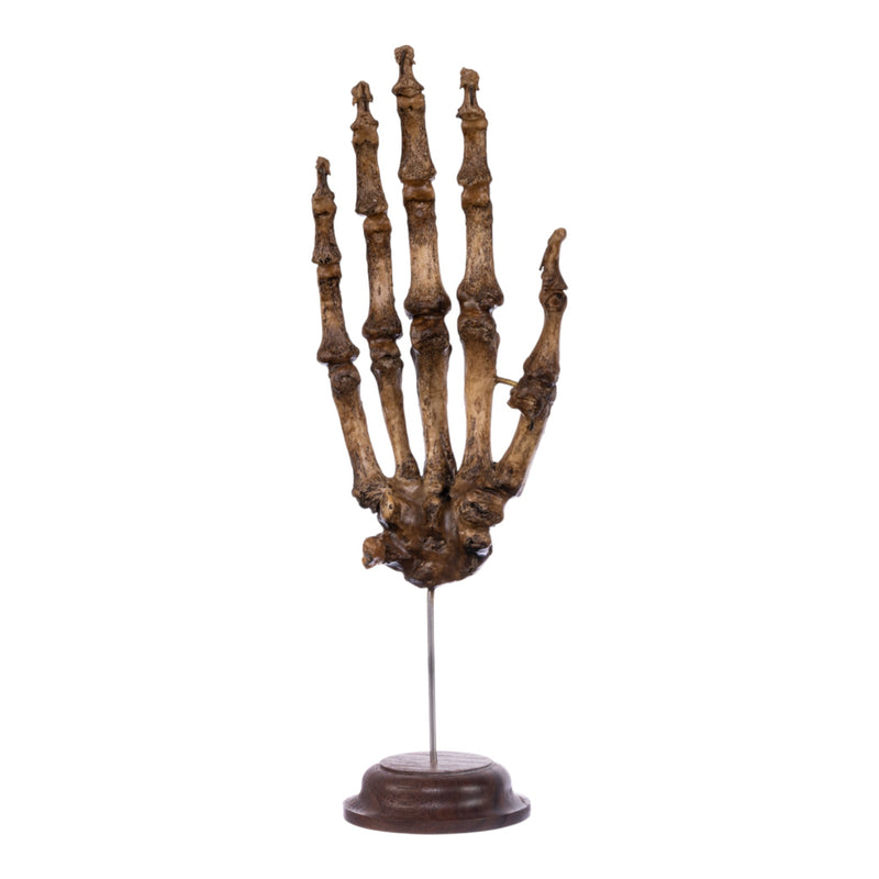 Real Articulated Human Hand on Stand- Antique