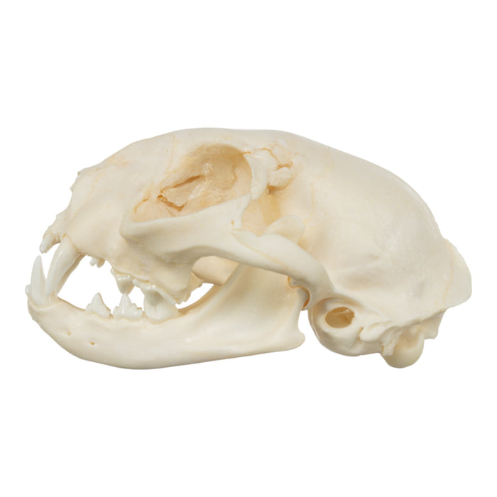 Real Domestic Cat Skull - Damaged