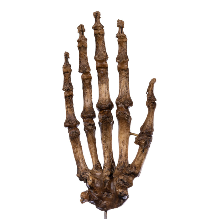 Real Articulated Human Hand on Stand