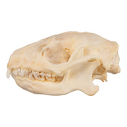 Real Hedgehog Skeleton - Disarticulated