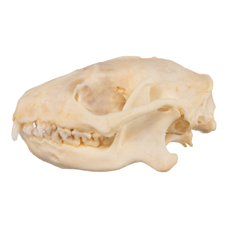 Real Hedgehog Skeleton - Disarticulated