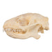Real Hedgehog Skeleton - Disarticulated