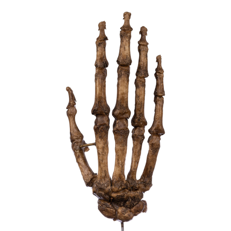 Real Articulated Human Hand on Stand- Antique