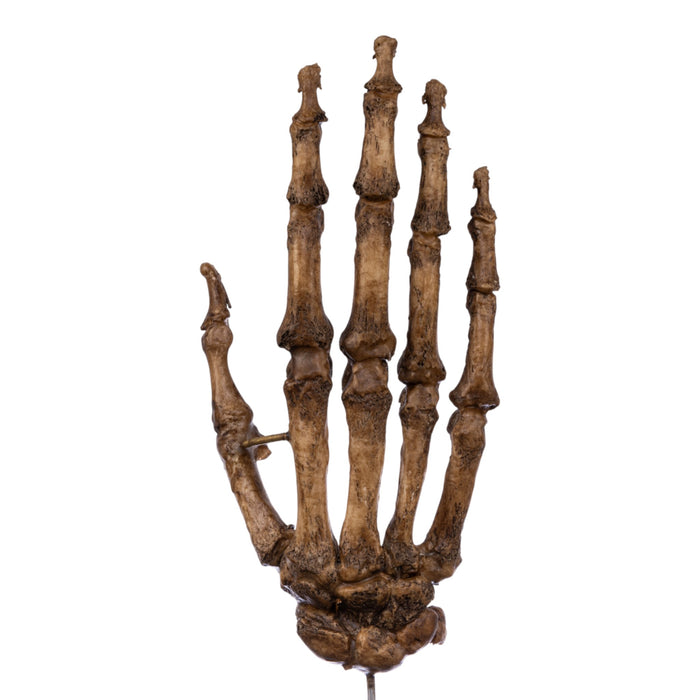 Real Articulated Human Hand on Stand