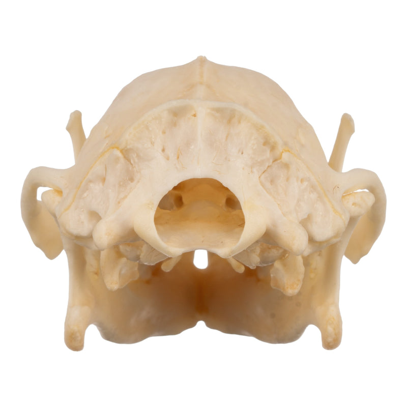 Real Hedgehog Skeleton - Disarticulated