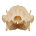 Real Hedgehog Skeleton - Disarticulated