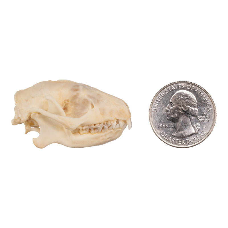 Real Hedgehog Skeleton - Disarticulated