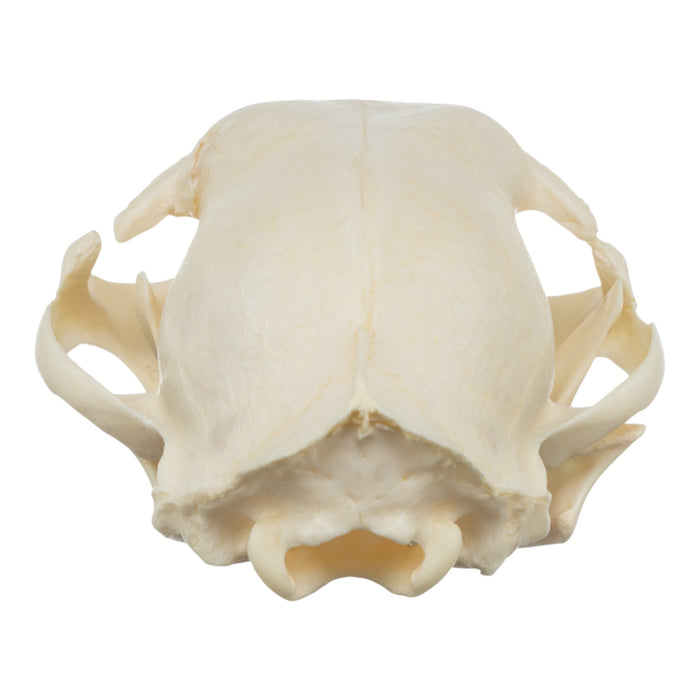 Real Domestic Cat Skull - Damaged