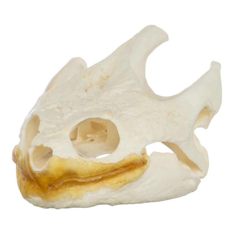 Real Snapping Turtle Skull - Pathology