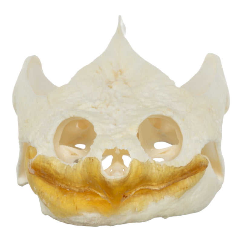 Real Snapping Turtle Skull - Pathology