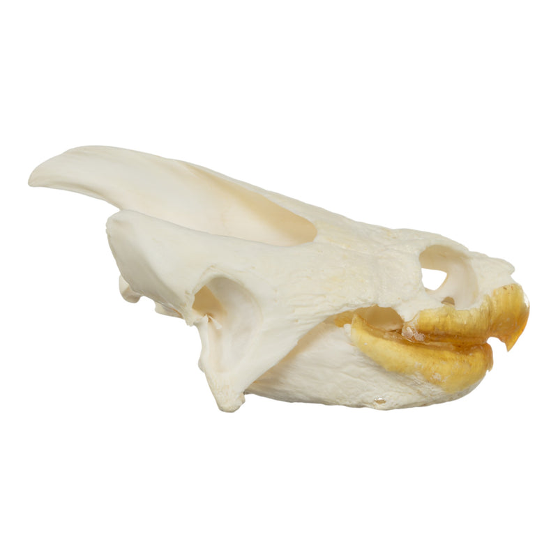 Real Snapping Turtle Skull - Pathology