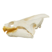 Real Snapping Turtle Skull - Pathology