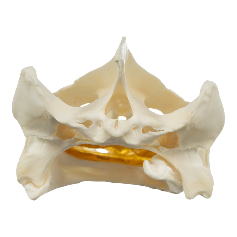 Real Snapping Turtle Skull - Pathology