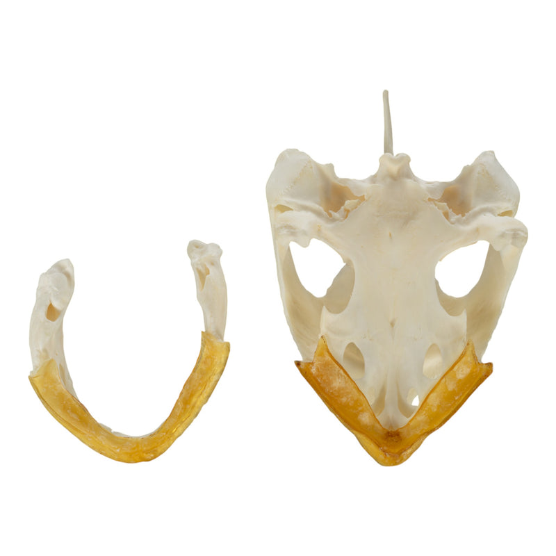 Real Snapping Turtle Skull - Pathology