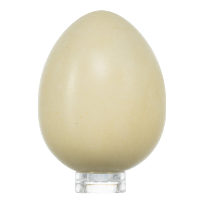 Replica Snowy Owl Egg