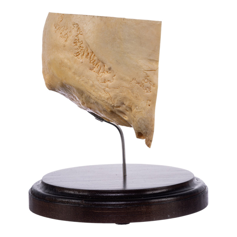 Real Human Partial Skull on Stand