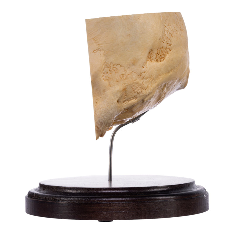Real Human Partial Skull on Stand
