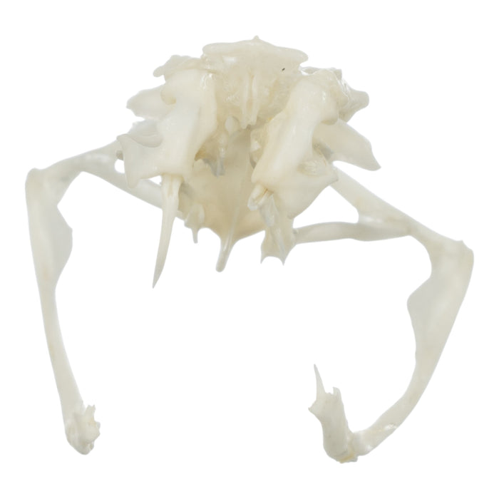 Real Sidewinder Rattlesnake Skull