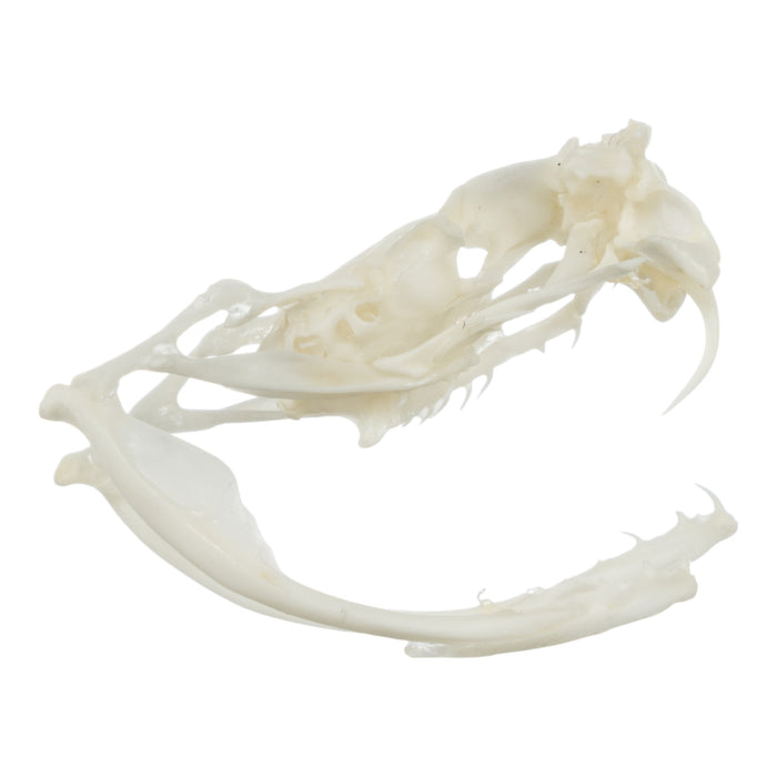 Real Sidewinder Rattlesnake Skull
