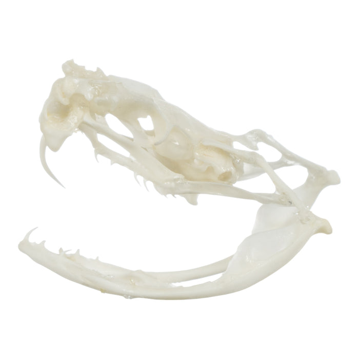 Real Sidewinder Rattlesnake Skull