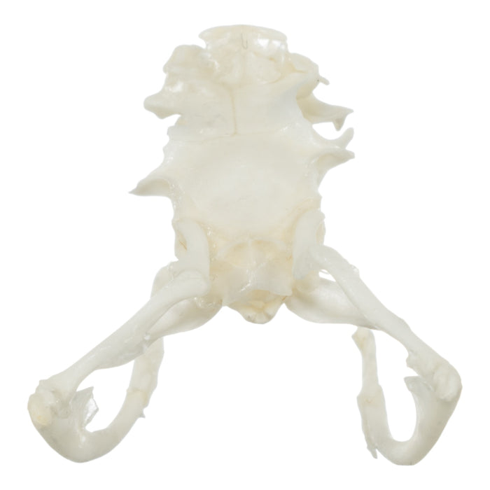 Real Sidewinder Rattlesnake Skull