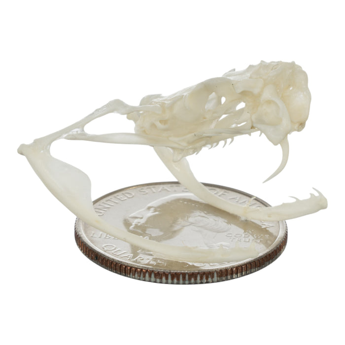 Real Sidewinder Rattlesnake Skull