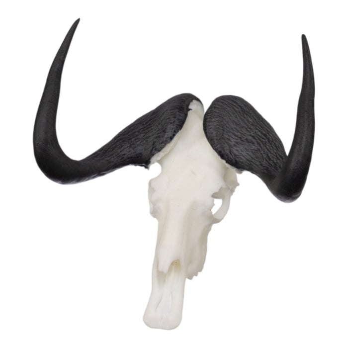 SKULLIES - Miniature Black Wildebeest Skull