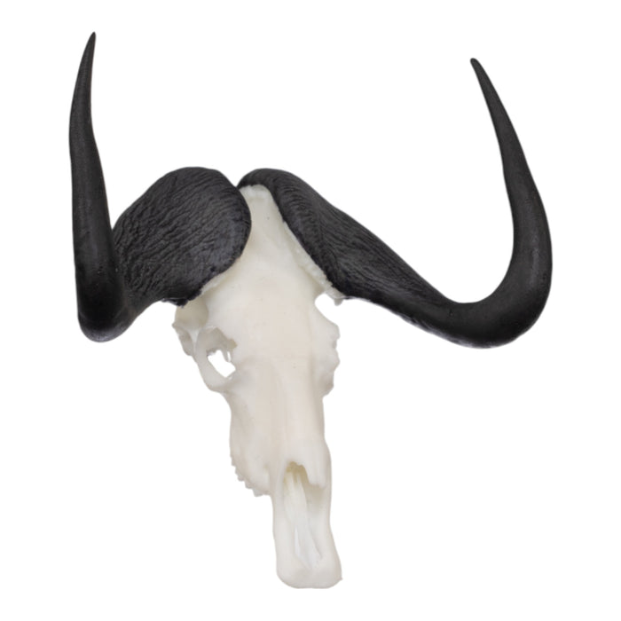 SKULLIES - Miniature Black Wildebeest Skull