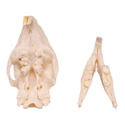 Real African Porcupine Skeleton - Disarticulated