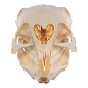 Real Patagonian Cavy Skeleton - Disarticulated